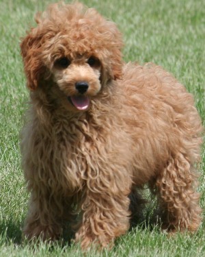 Miniature poodle puppy